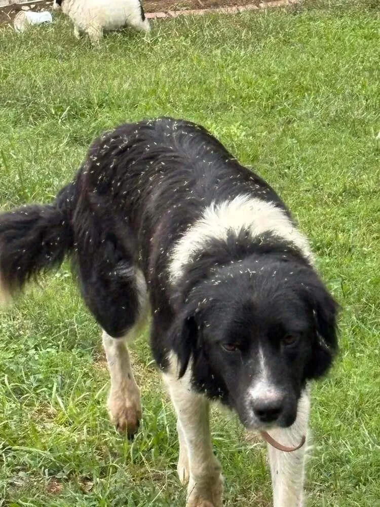 A baby large-sized female Border Collie dog named Candy Bars : Baby for adoption in Aurora, IN