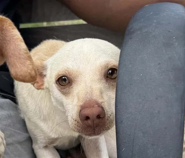 A young small-sized male Terrier dog named Macaroni for adoption in San Antonio, TX