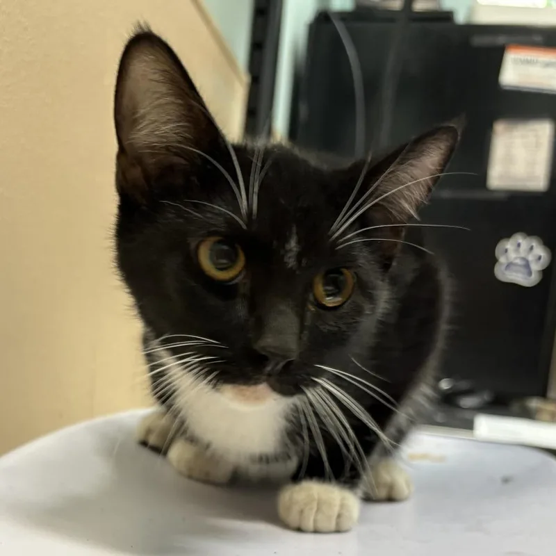 A baby medium-sized male Black Domestic Short Hair cat named Kink for adoption in Tacoma, WA