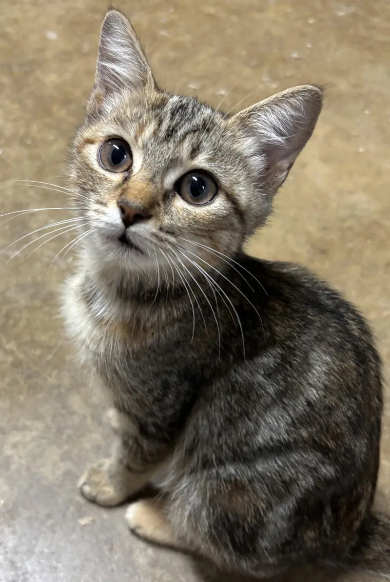 A baby medium-sized female Domestic Short Hair cat named Foxy Marie for adoption in Forest, VA