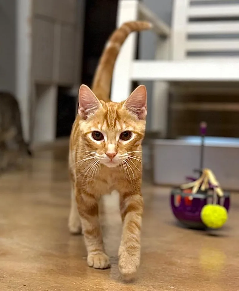 A baby small-sized male Domestic Short Hair cat named Jace for adoption in Hampton, VA