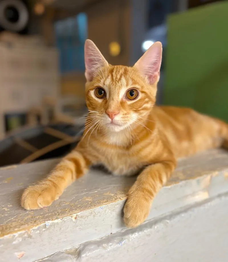 Jace thumbnail 3