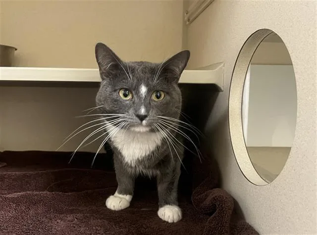 An adult small-sized male Domestic Short Hair cat named Fox for adoption in Denver, CO