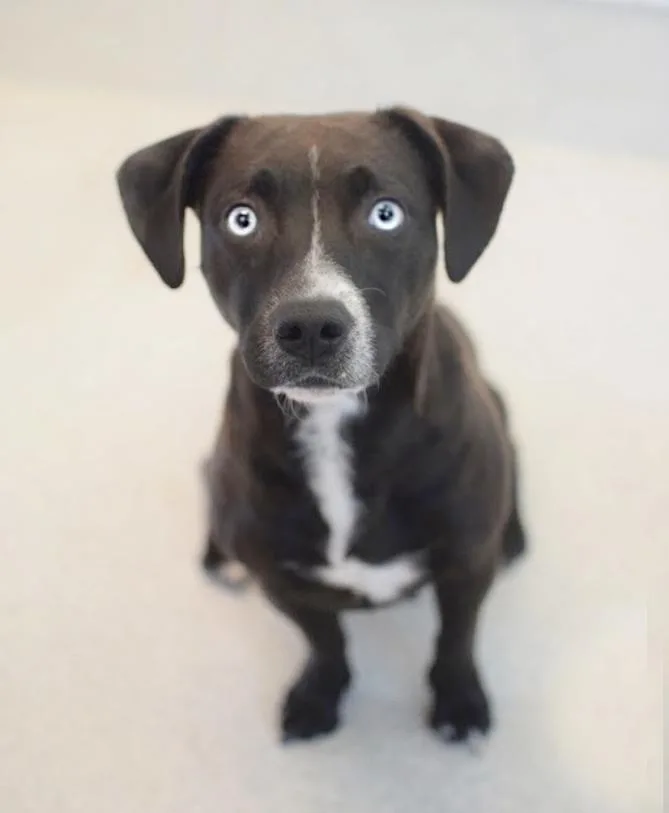 An adult medium-sized female Black Beagle dog named Solstice for adoption in Pontiac, MI