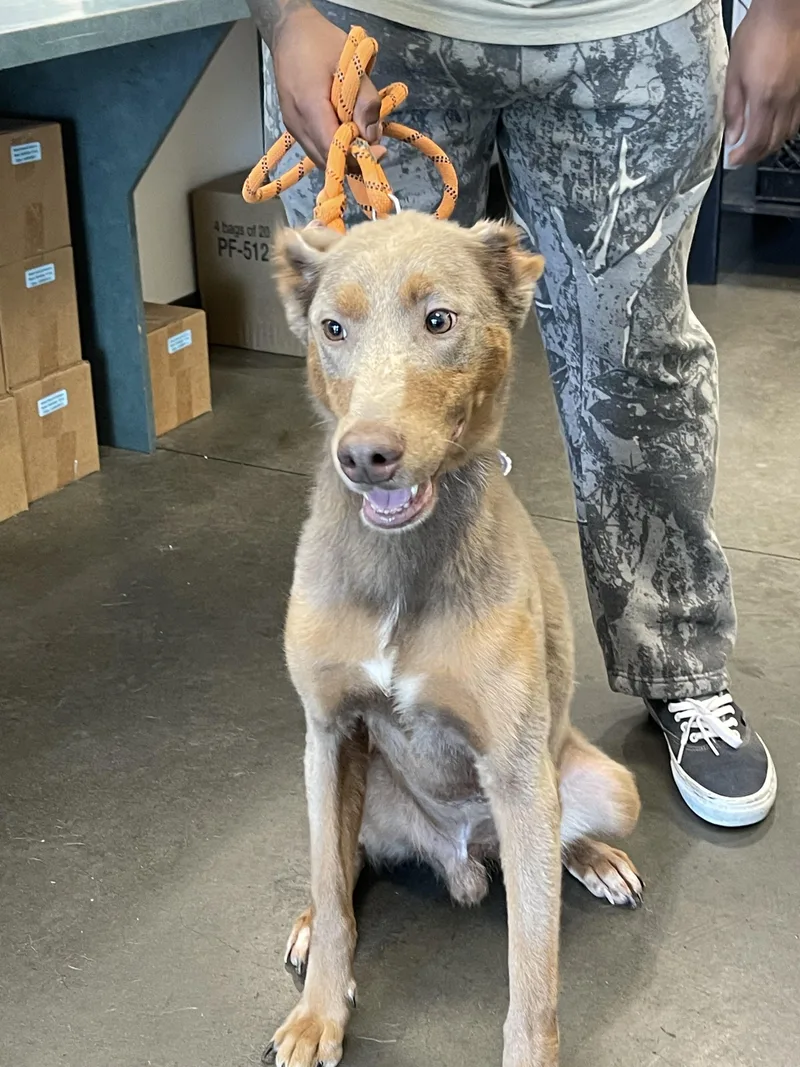An adult medium-sized male Doberman Pinscher dog named Euro for adoption in Chatsworth, CA