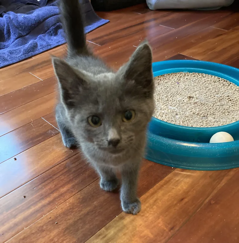 A baby medium-sized male Blue Cream Russian Blue cat named Ferrari for adoption in Knoxville, TN