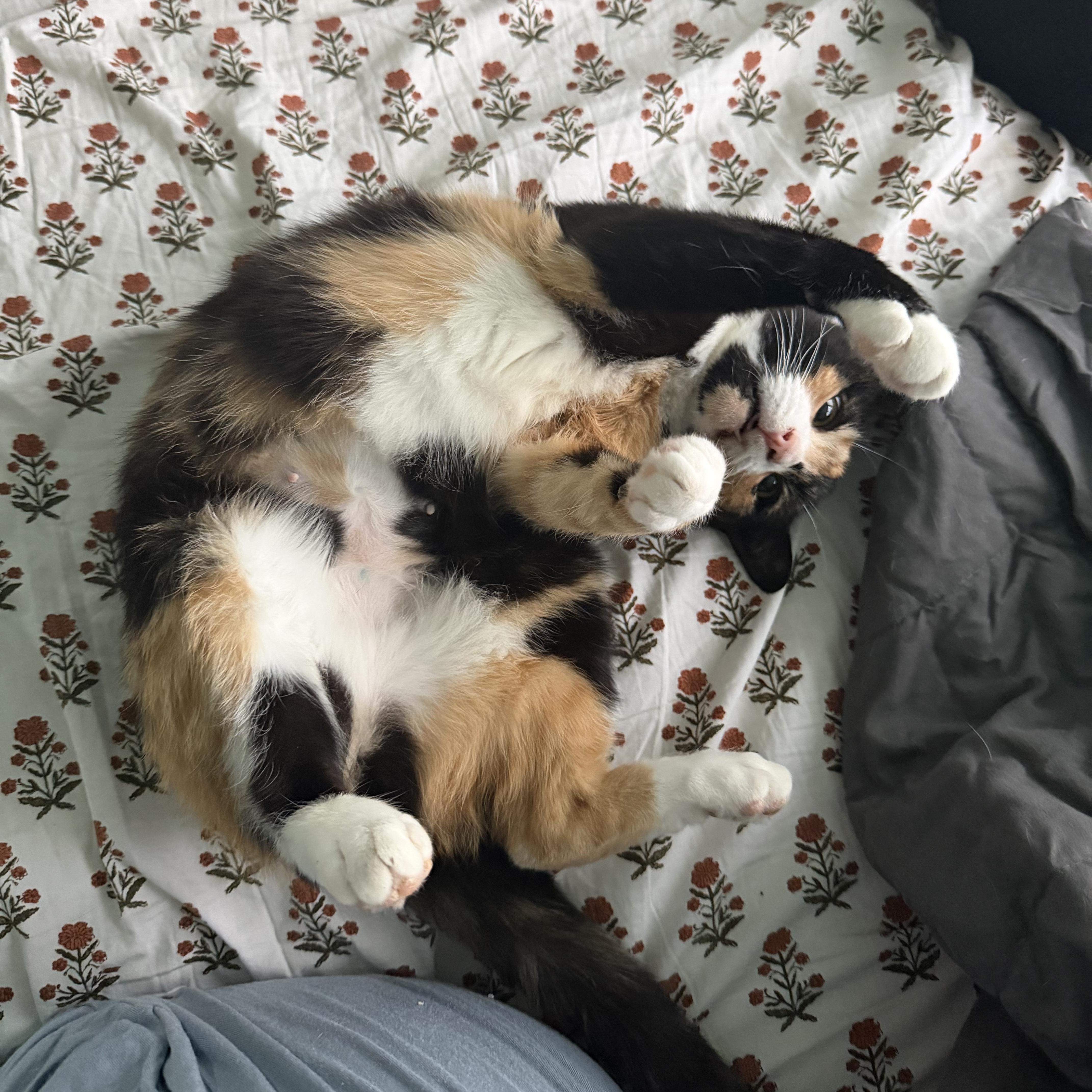 An adult medium-sized female Calico Domestic Short Hair cat named Chimera for adoption in Frederick, MD
