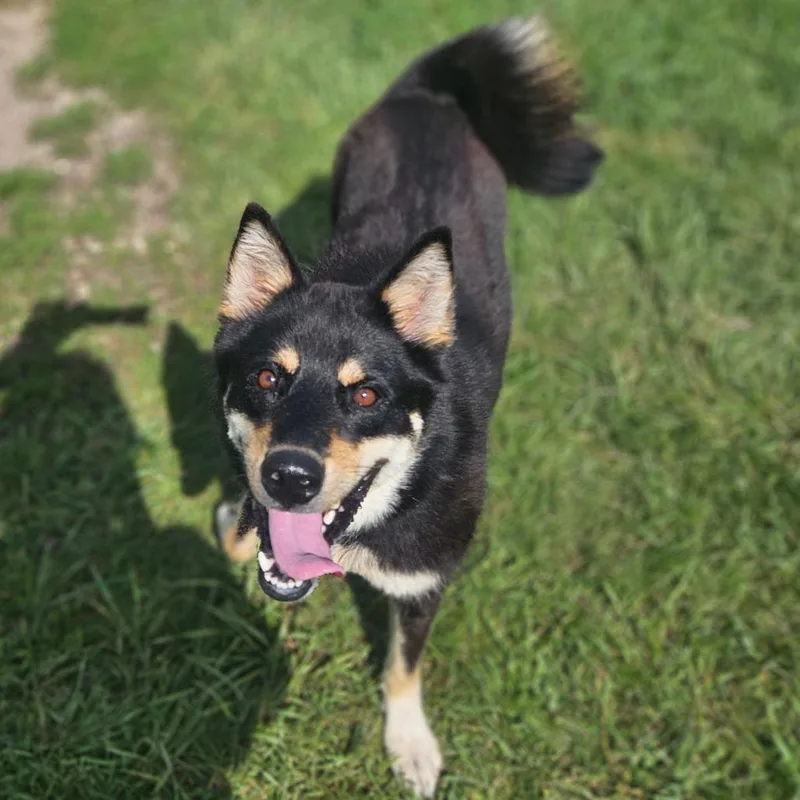 An adult medium-sized male Siberian Husky dog named Stitch for adoption in Monticello, IA
