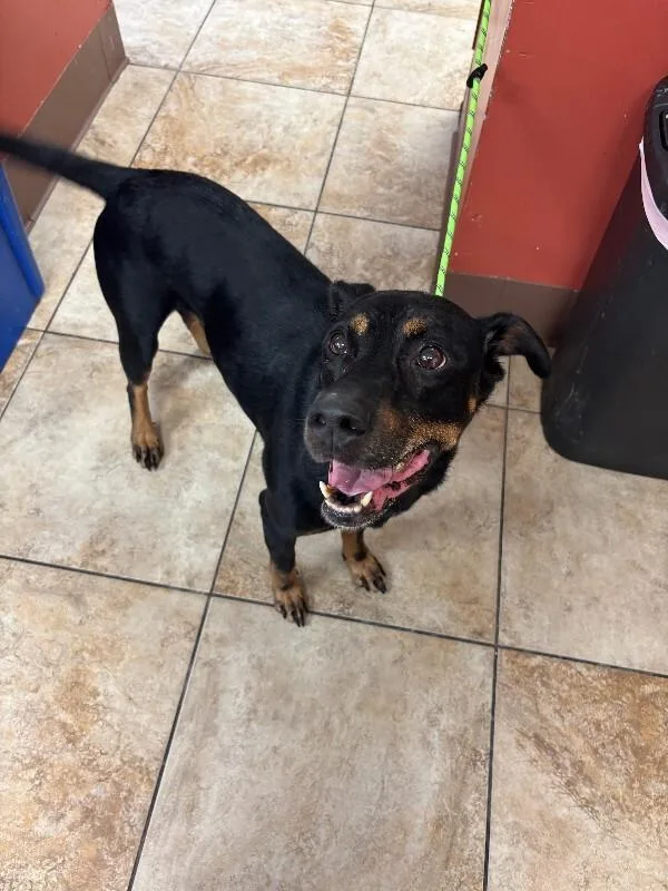An adult medium-sized male Black Mixed Breed dog named Roro for adoption in Cincinnati, OH