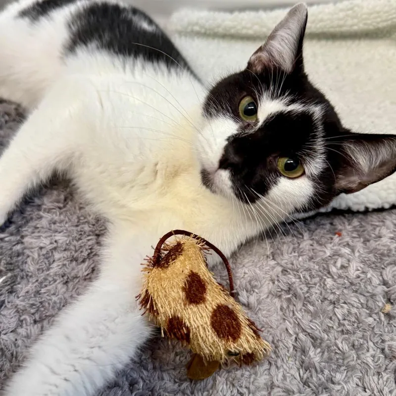 A young medium-sized male Domestic Short Hair cat named Smudge for adoption in Woodstock, GA