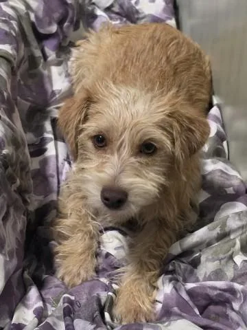A young small-sized male Terrier dog named Knight for adoption in Bakersfield, CA