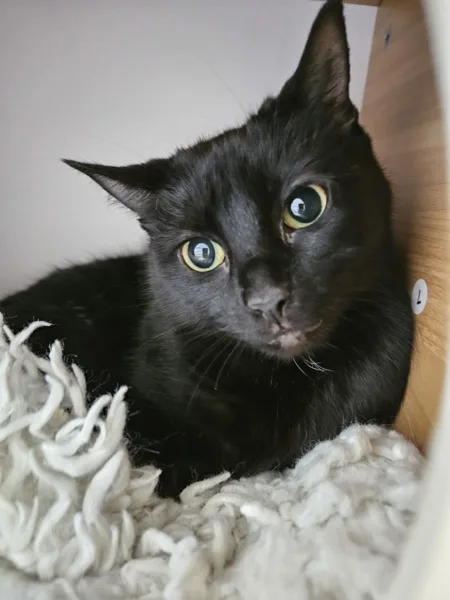 An adult medium-sized female Domestic Short Hair cat named Midnight for adoption in Kingston, NY