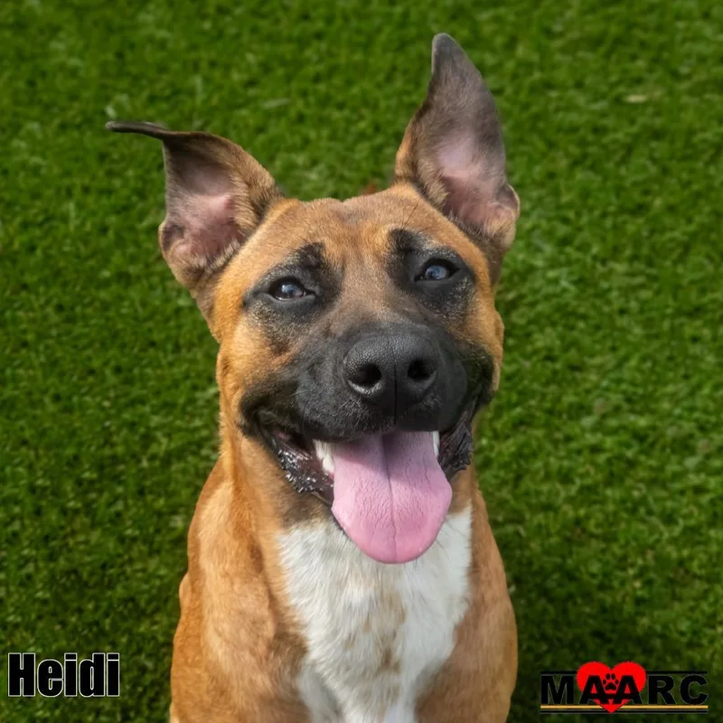 A baby medium-sized female Black Mouth Cur dog named Heidi for adoption in Maryville, TN
