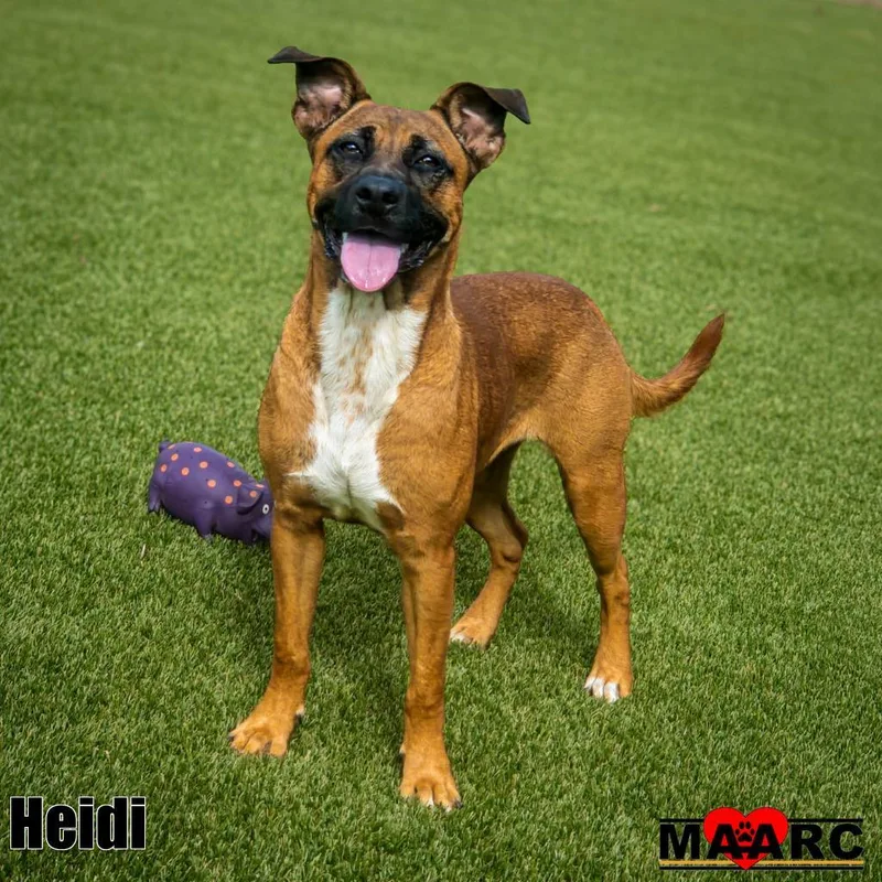 Heidi thumbnail 2