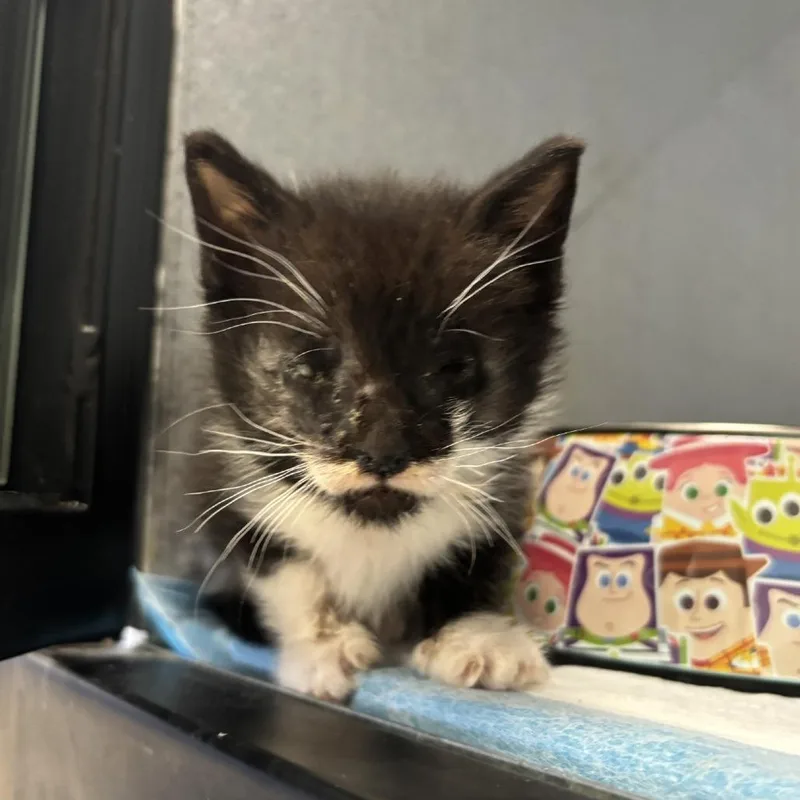 A baby small-sized male Black Domestic Short Hair cat named Shaft for adoption in Kanab, UT