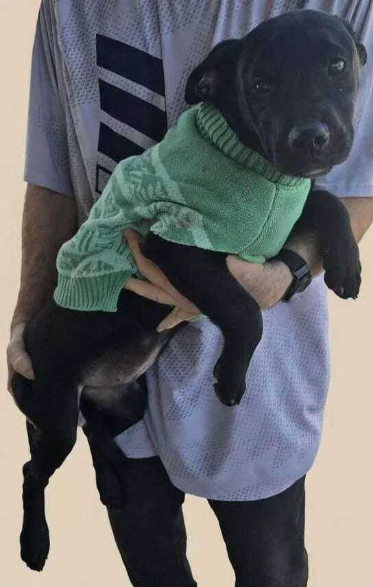 Noble Paws: Ned thumbnail 2