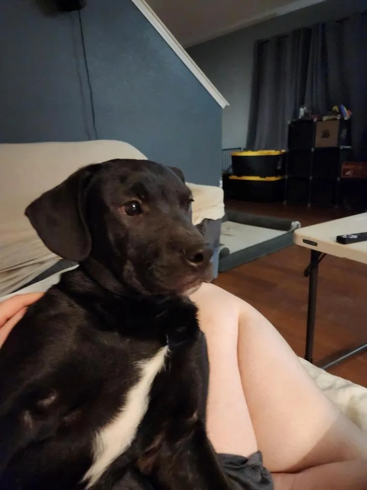 Noble Paws: Ned thumbnail 3