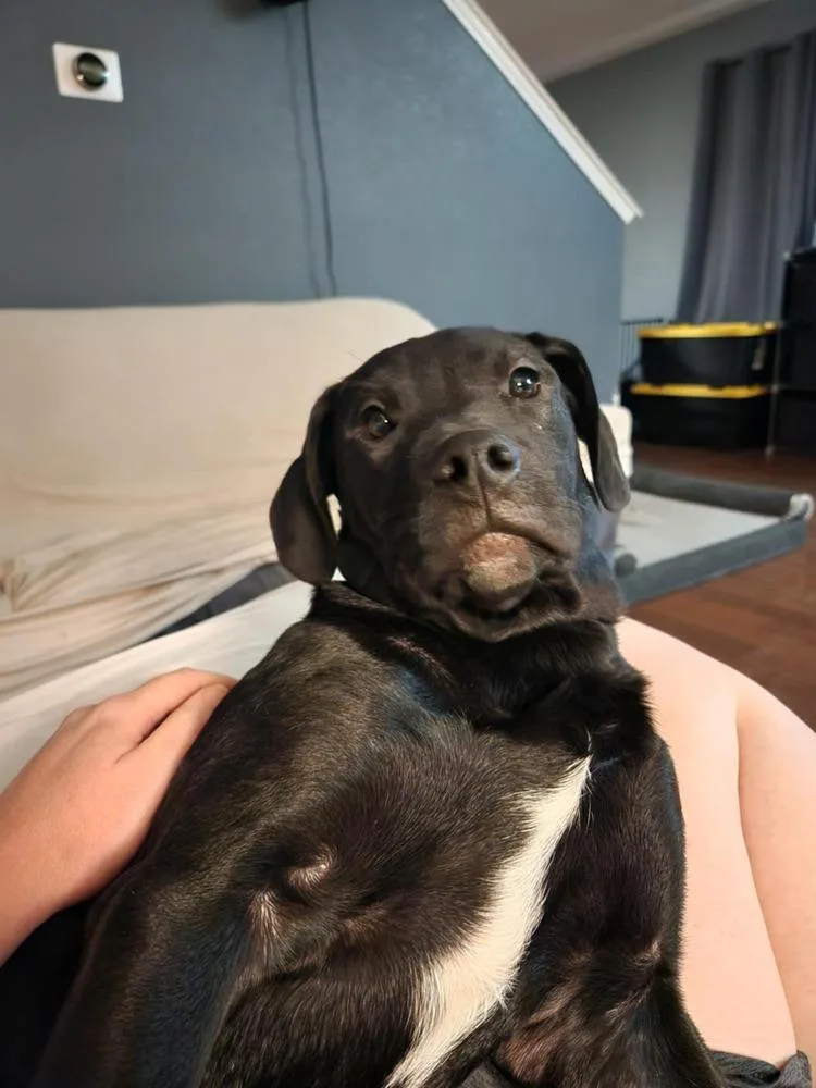 Noble Paws: Ned thumbnail 4