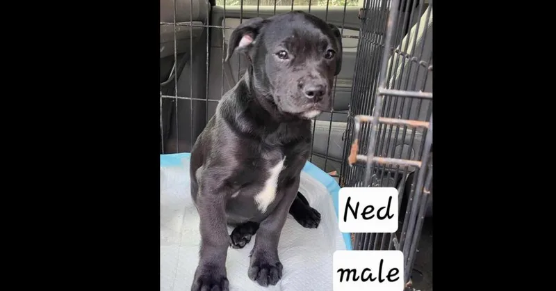 Noble Paws: Ned thumbnail 6