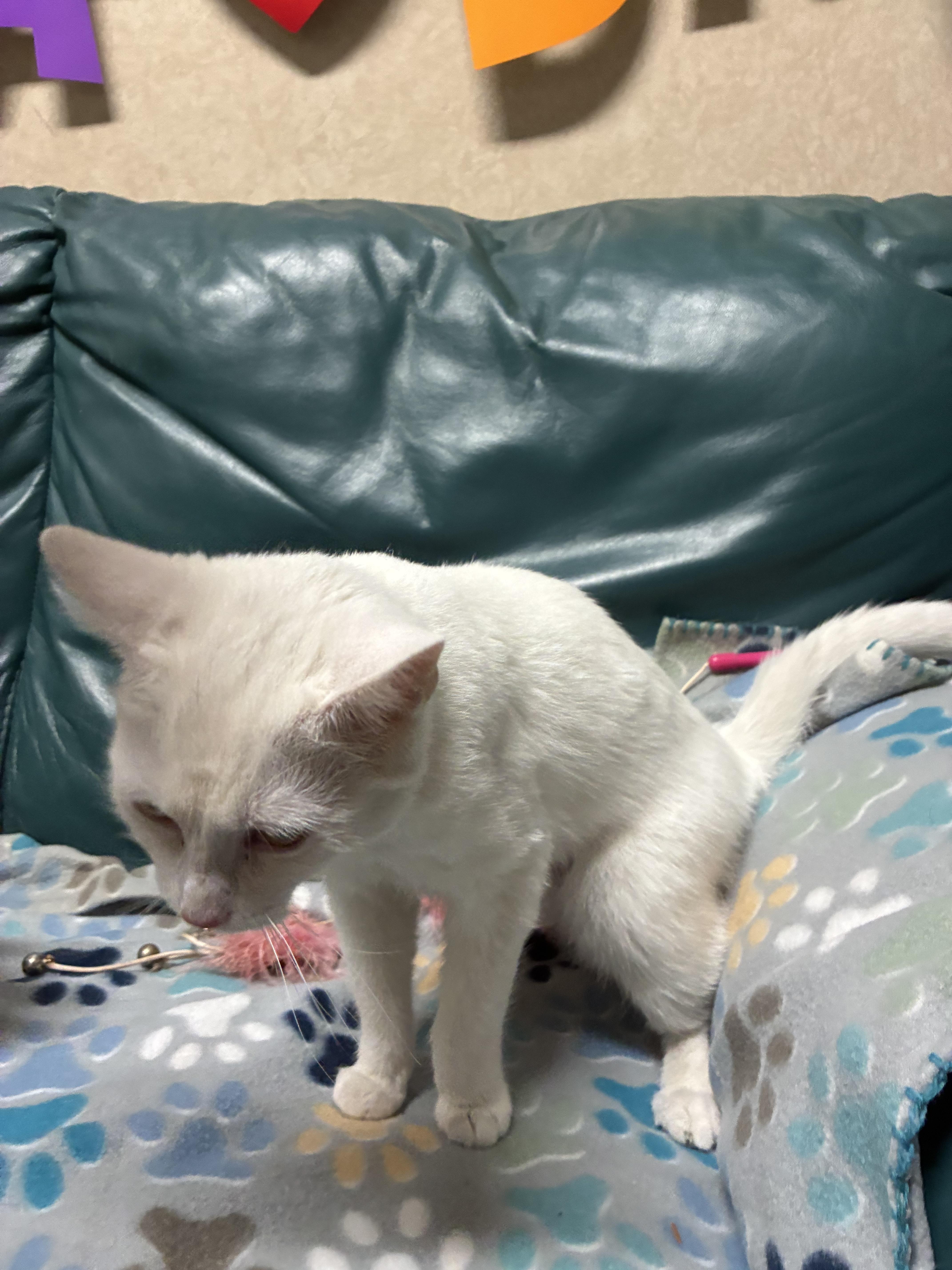A young medium-sized female White Domestic Short Hair cat named Mallow for adoption in Cincinnati, OH