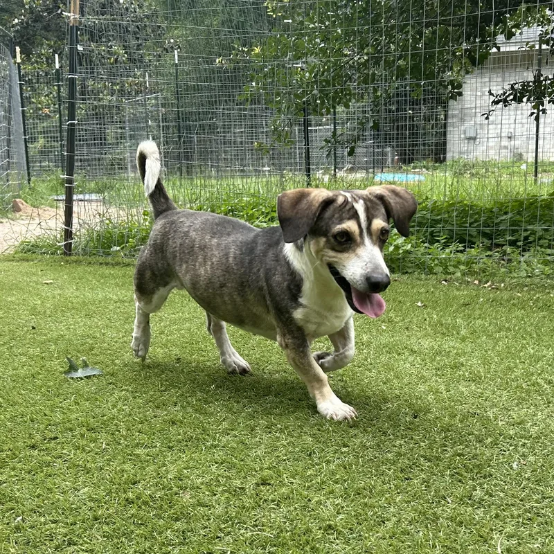 A young small-sized male Beagle dog named Buster for adoption in Magnolia, TX