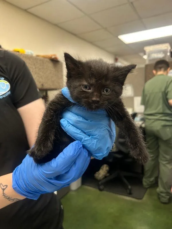 A baby medium-sized female Black Domestic Short Hair cat named Lexa for adoption in Fruit Heights, UT