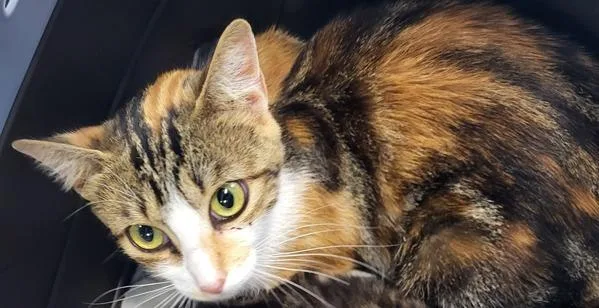 A young small-sized female Domestic Short Hair cat named Fmc Ember for adoption in Lawrenceville, GA