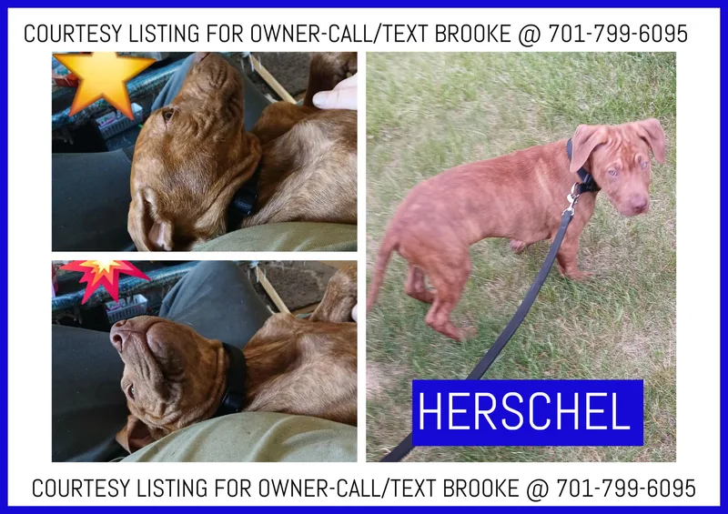 Herschel  Courtesy Listing thumbnail 4