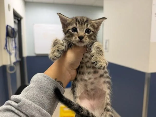 A baby small-sized female Domestic Short Hair cat named Pear for adoption in Miami, FL