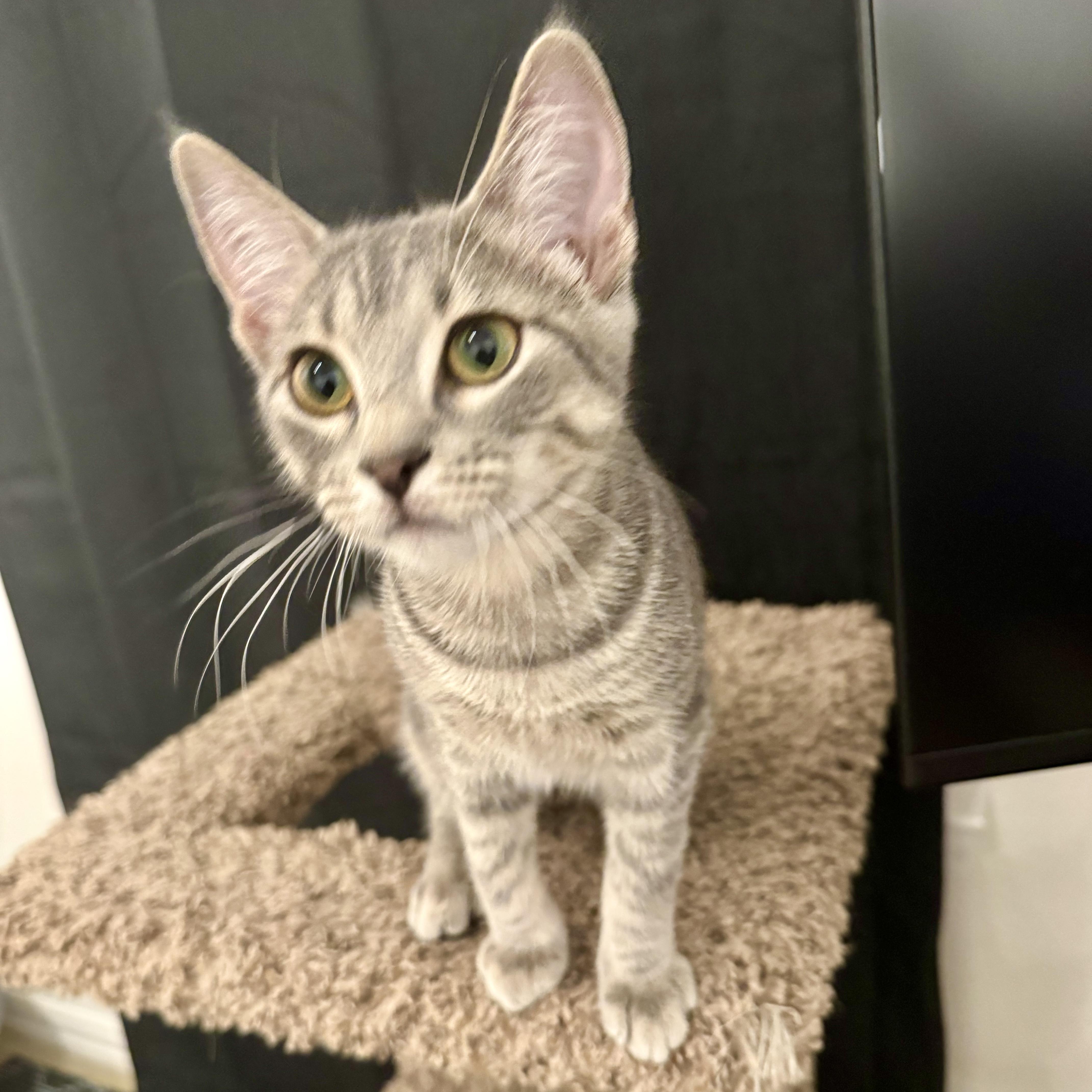 A young medium-sized female Tabby (Brown / Chocolate) Domestic Short Hair cat named Mollie Cute Kinky Tail for adoption in Allen, TX