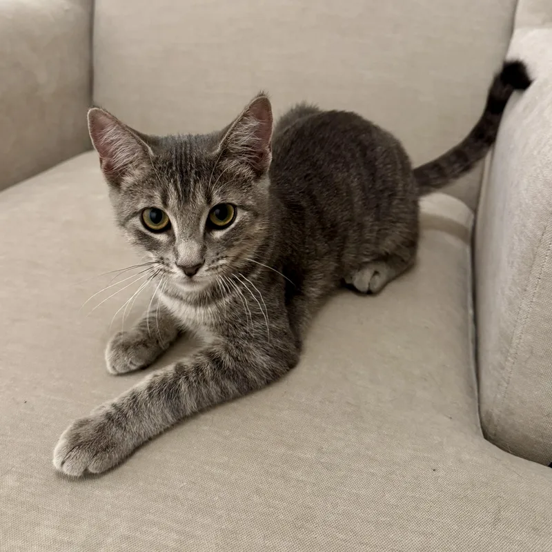 Mollie Cute Kinky Tail thumbnail 3