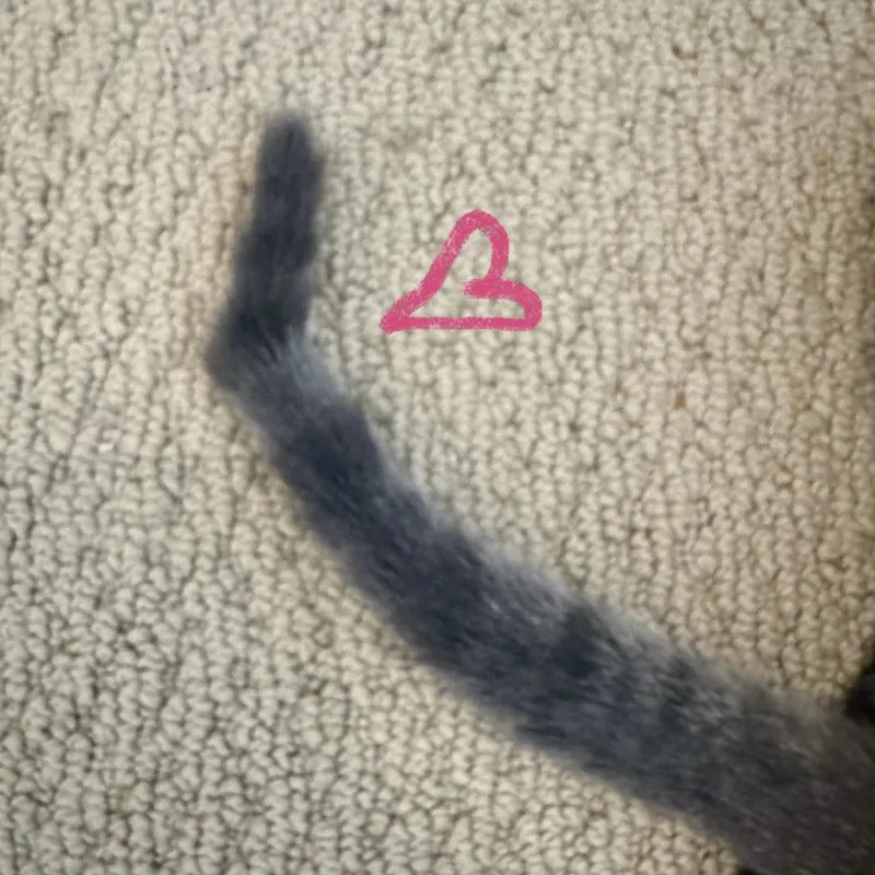 Mollie Cute Kinky Tail thumbnail 4