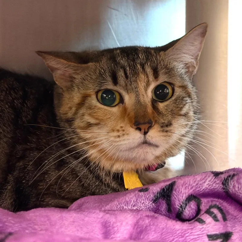 An adult medium-sized female Brown / Chocolate Domestic Short Hair cat named Dora $ for adoption in Springfield, MA