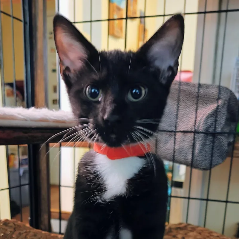 A baby small-sized female Black Domestic Short Hair cat named Mamey for adoption in Greensboro, NC