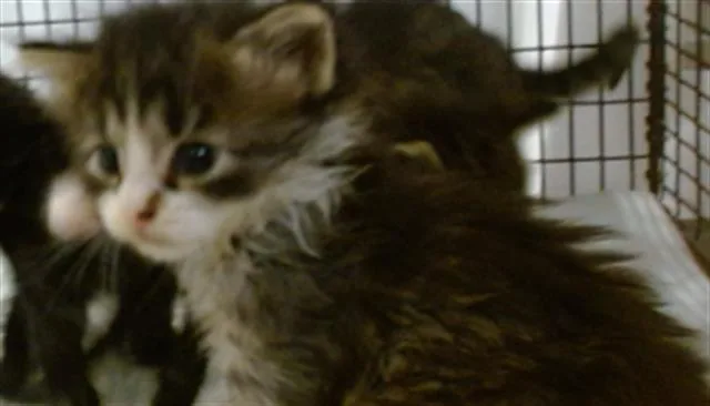 A baby small-sized female Domestic Short Hair cat named Gippy for adoption in Miami, FL