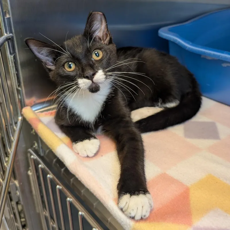 A baby small-sized male Black Domestic Short Hair cat named Sylvester for adoption in Emporia, KS