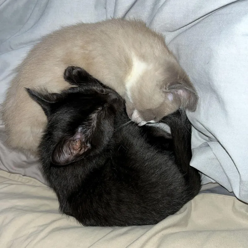 A baby small-sized female Domestic Short Hair cat named Cher for adoption in Woodinville, WA
