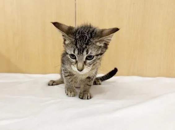 A baby small-sized female Domestic Short Hair cat named Nova for adoption in Saint Louis, MO
