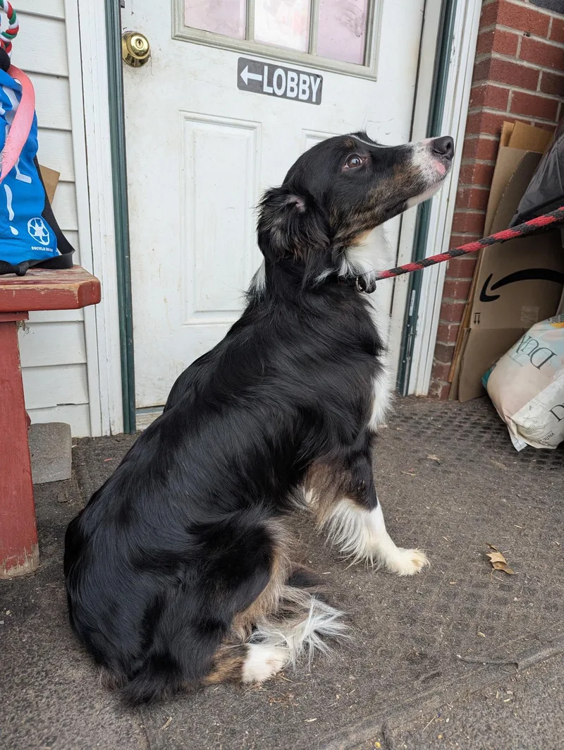 An adult medium-sized male Black Border Collie dog named Bailey for adoption in New Windsor, NY