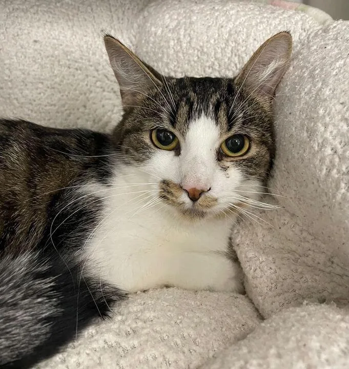 A young medium-sized female Domestic Short Hair cat named Pepper for adoption in Jackson, MI