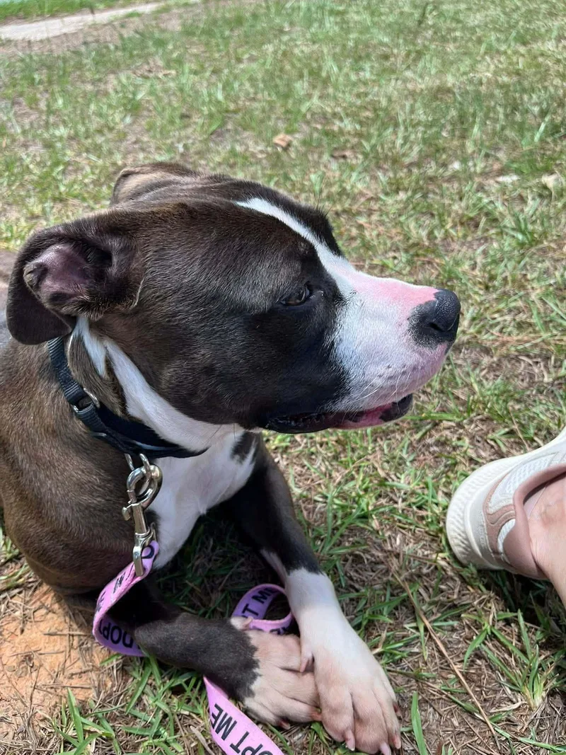 An adult large-sized female Pit Bull Terrier dog named Nova Louisiana for adoption in Rockaway, NJ