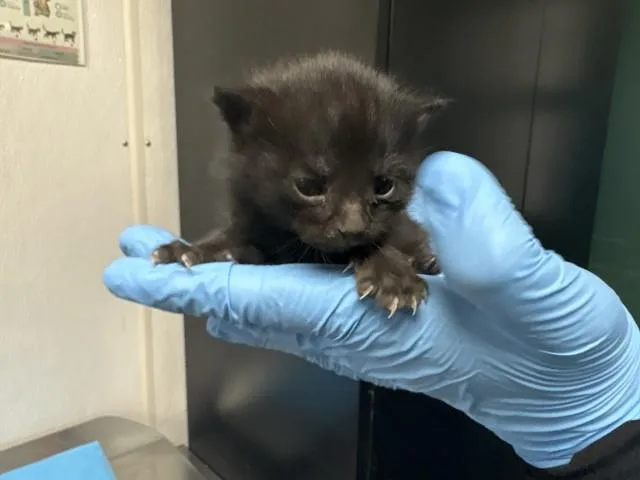 A baby small-sized male Domestic Short Hair cat named Mamba for adoption in San Bernardino, CA
