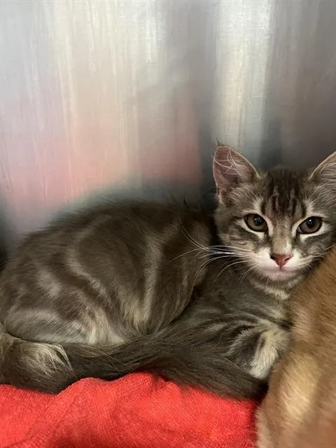A baby small-sized female Domestic Medium Hair cat named Silver for adoption in Santa Cruz, CA