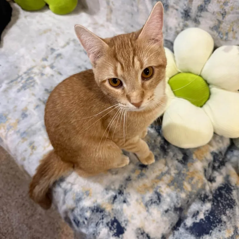 A young medium-sized female Tabby cat named Rozz Orange Girl for adoption in Newark, NJ