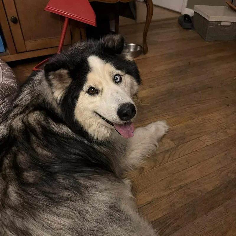 An adult large-sized male Black Alaskan Malamute dog named Ace for adoption in Dysart, IA