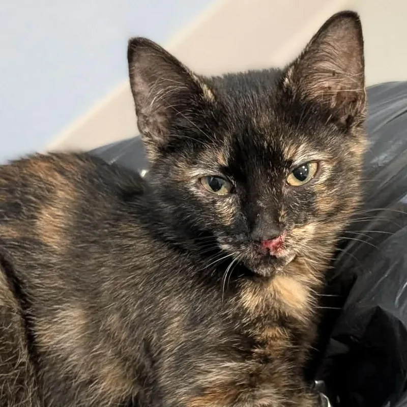 A baby small-sized female Tortoiseshell Domestic Short Hair cat named Coral for adoption in CHANUTE, KS