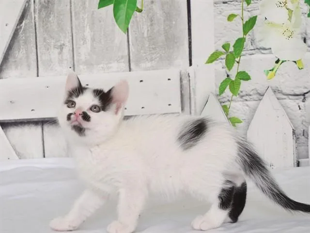 A baby small-sized male Domestic Medium Hair cat named Djali for adoption in Oroville, CA