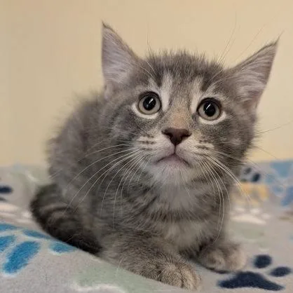 A baby small-sized male Tabby (Gray / Blue / Silver) Domestic Short Hair cat named Nidar for adoption in Rochester, MN