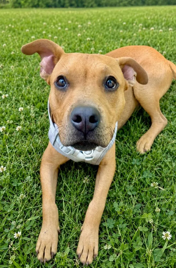 A baby medium-sized male Mixed Breed dog named Sebastian for adoption in St. Augustine, FL