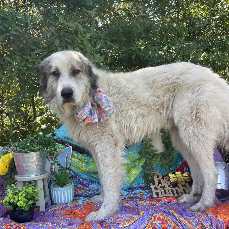 Alistair thumbnail 2